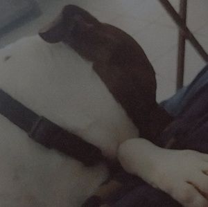 Meet your Posher, Ariana